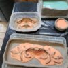 Molds and Multiples Silicone